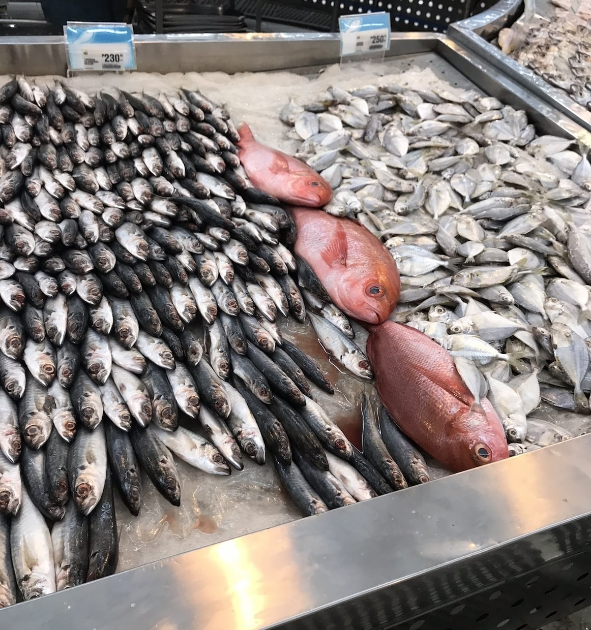 得意分野(生物・料理等)多いです！全力で書きます 特に生き物や自然環境のこと、料理の事など、お任せを イメージ2