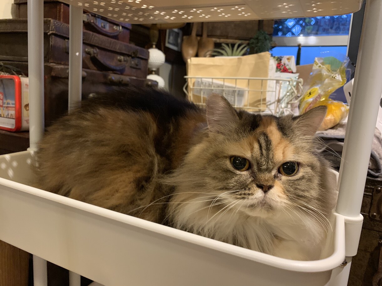 可愛い猫ちゃんの写真提供します 著作権不要の猫ちゃんの写真が欲しい方必見です。 イメージ1