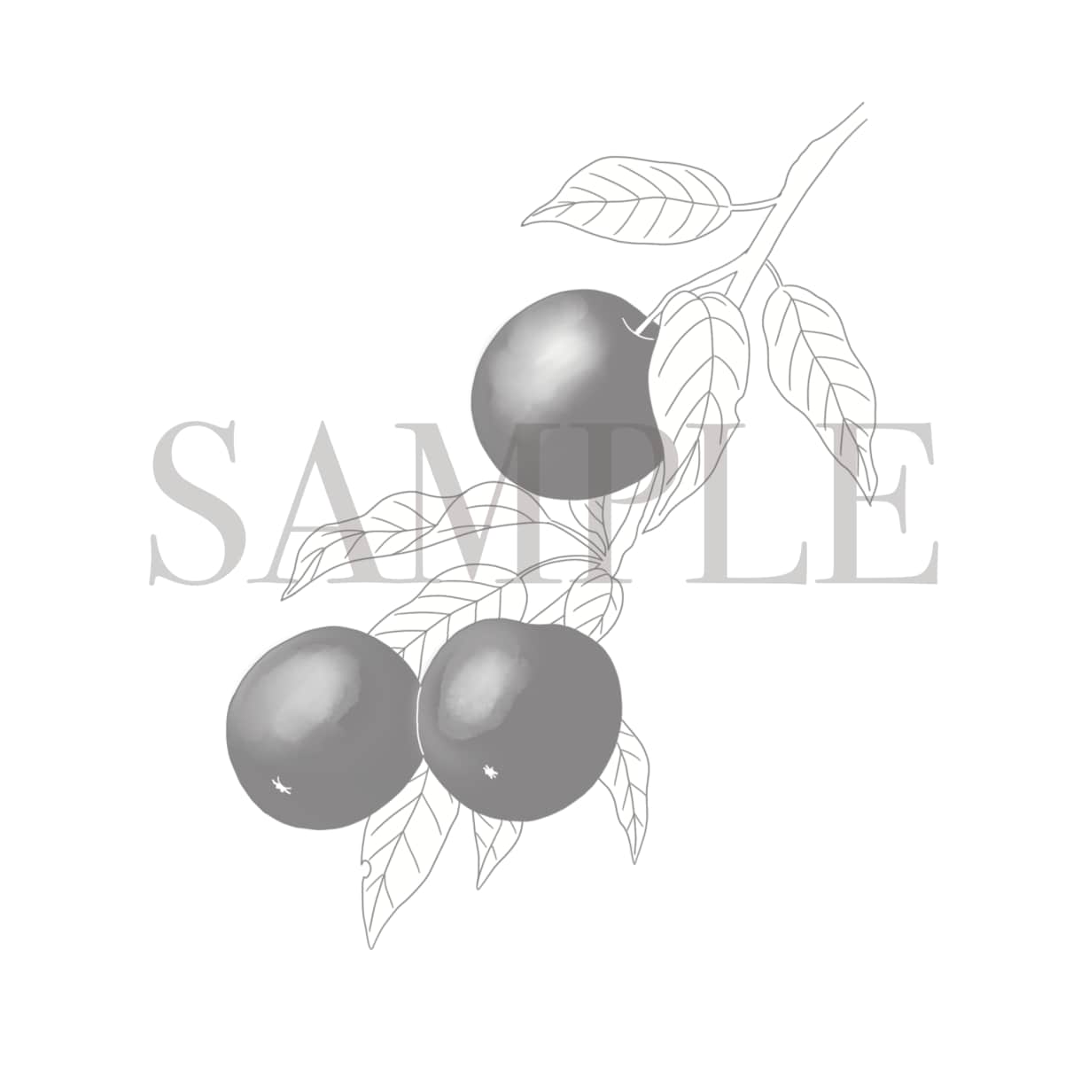 実用的で使いやすい線画のボタニカルイラスト描きます 使用用途を選ばないシンプルな線画、どんな媒体にもおすすめ！ イメージ8