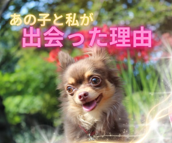 あの子と繋がり、出会った理由と使命を伝えます 消えない魂の約束を優しい言葉に整えてお届けします イメージ1