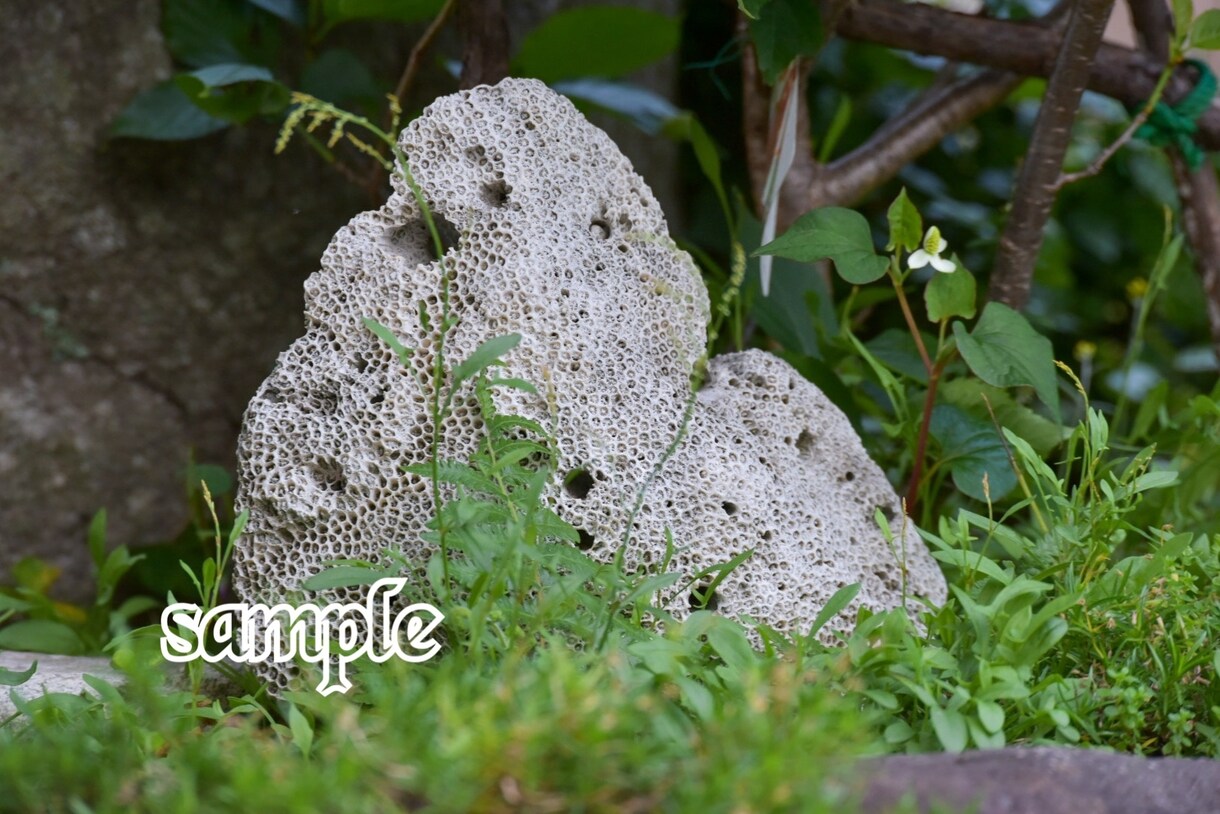 風景写真や花や鳥、建物等の素材提供いたします 風景写真、花の写真、野鳥の写真、建物の写真等 イメージ7