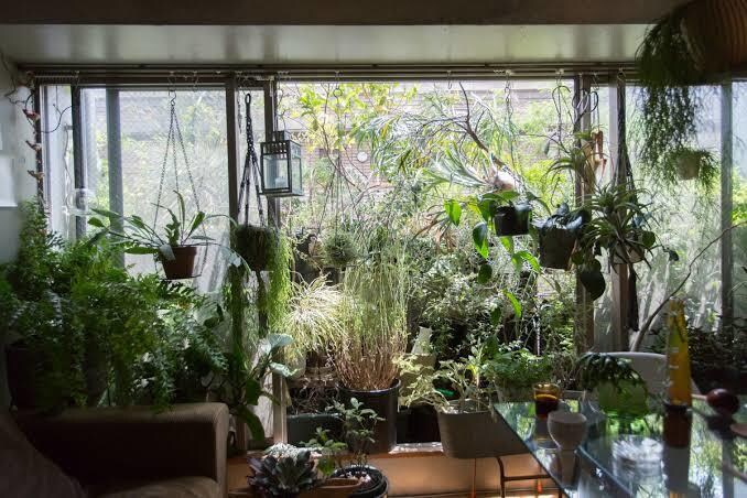 観葉植物の質問にお答えします 観葉植物、多肉植物を中心に植木の質問全般を受付けております！ イメージ2