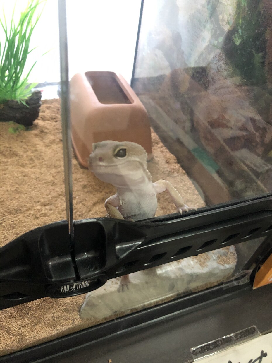 爬虫類の飼育方法相談乗ります レオパ、ヘビの飼育方法について教えます♪ イメージ1