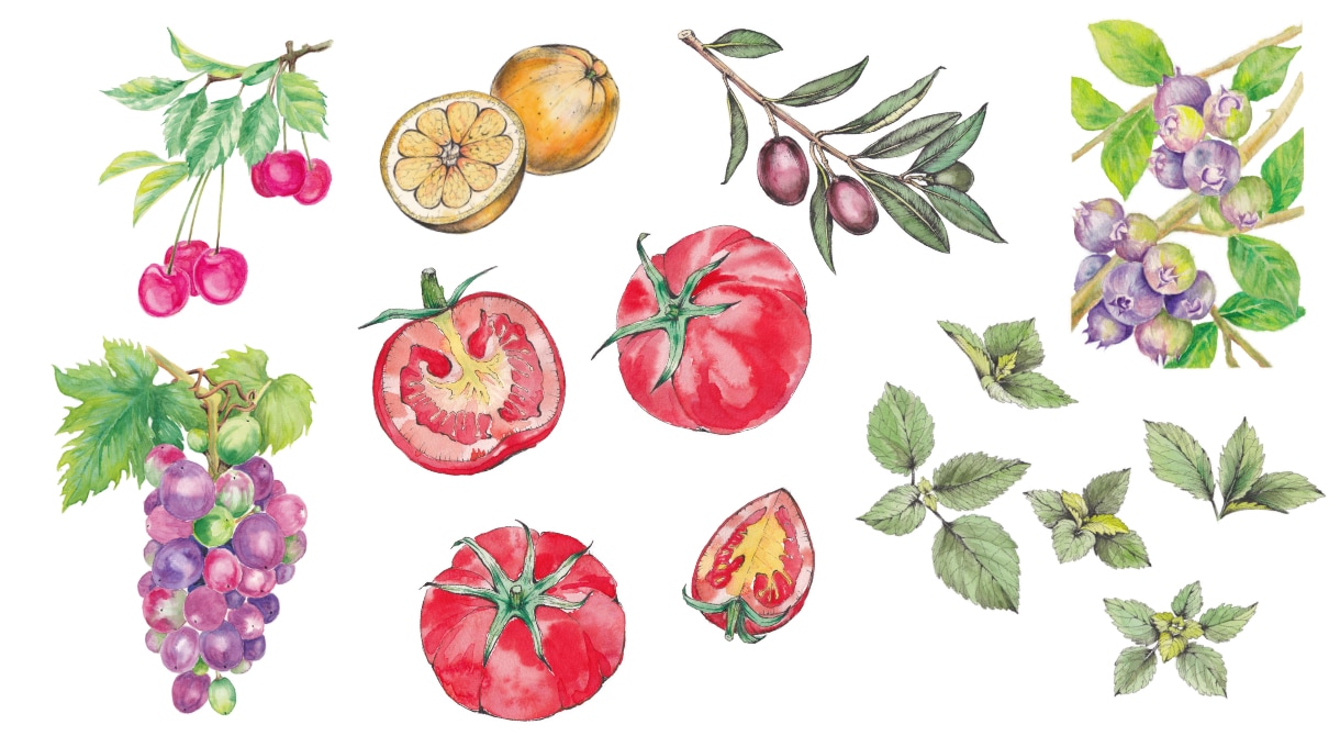 手描き水彩イラストを制作します グラフィック素材として使用可能な人間味と温かみのあるイラスト イメージ5