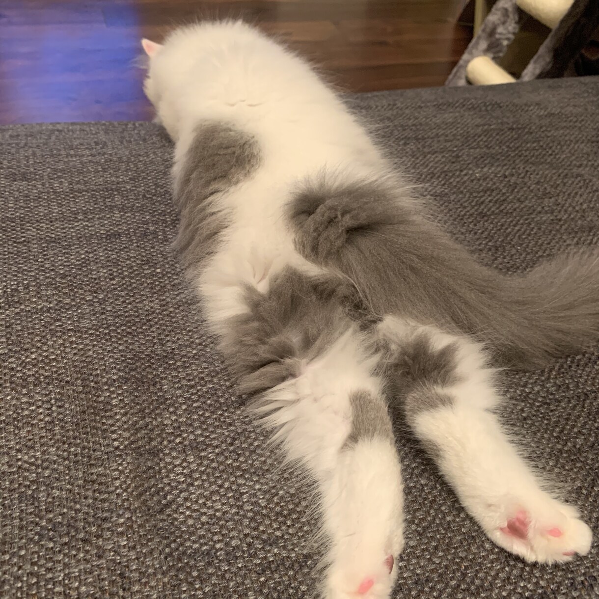 子猫(生後5ヶ月まで)の飼育質問にお答えします 「これって他の人はどうしてるんだろう、、？」の疑問に答えます イメージ4