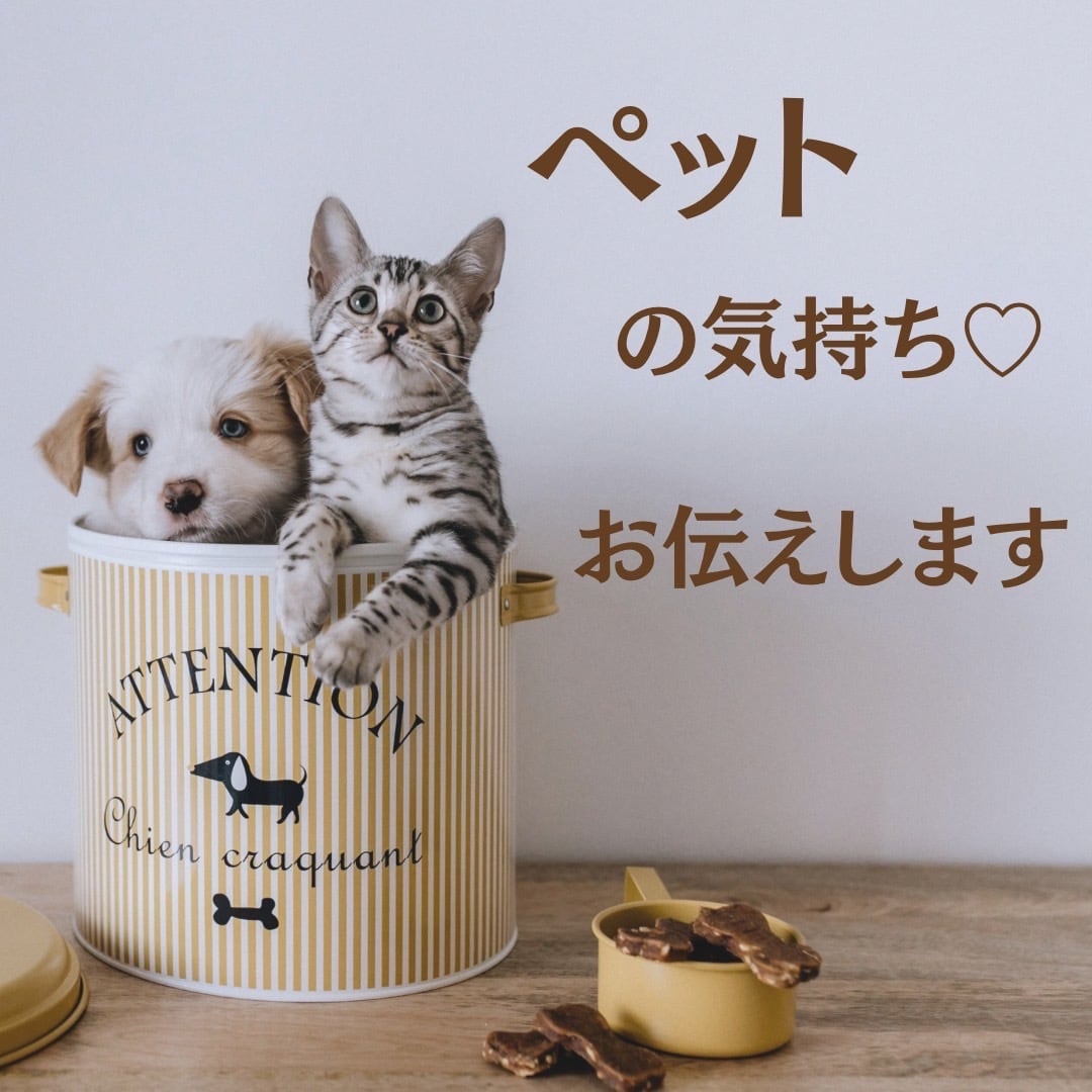 24時間以内に、ペットのお気持ちを霊視鑑定します 「うちの子、今どんな気持ち?」ペットの本音を鑑定します! イメージ1