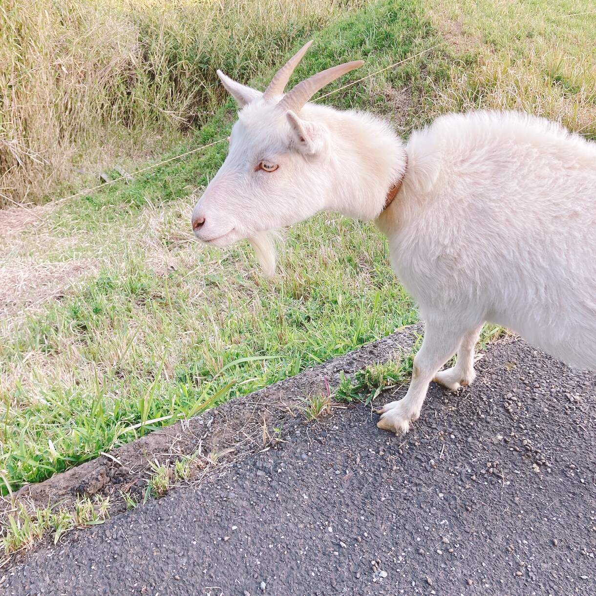 田舎移住のリアル、相談のります メリット・デメリット、向き・不向き、事例も紹介できます！ イメージ4