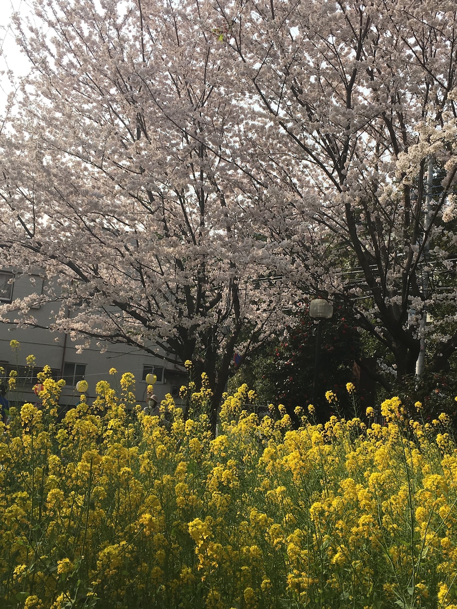 統合失調症のご家族の皆さん、お話お聞きします 学生時代にお子さんが発症したご家族を励ましたいです イメージ1