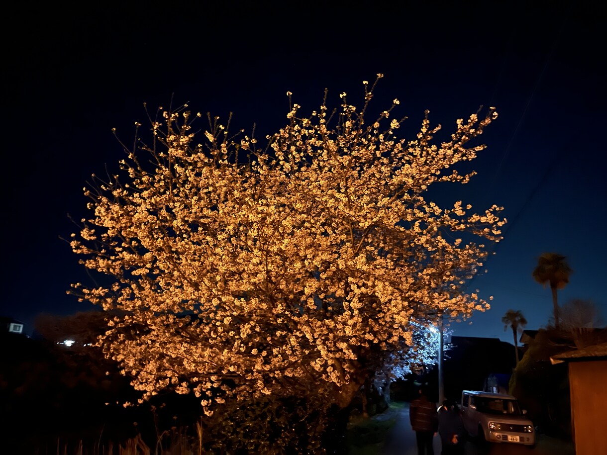 桜の画像などを用意しています 夜桜の画像を用意しています他の写真も用意できます イメージ1