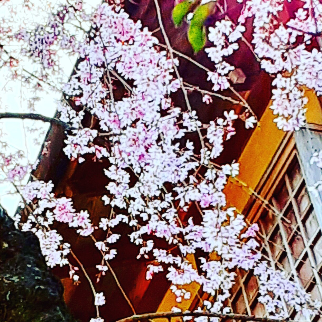 京都の四季の写真提供しています 京都の何気ない風景や四季の風景写真 イメージ8