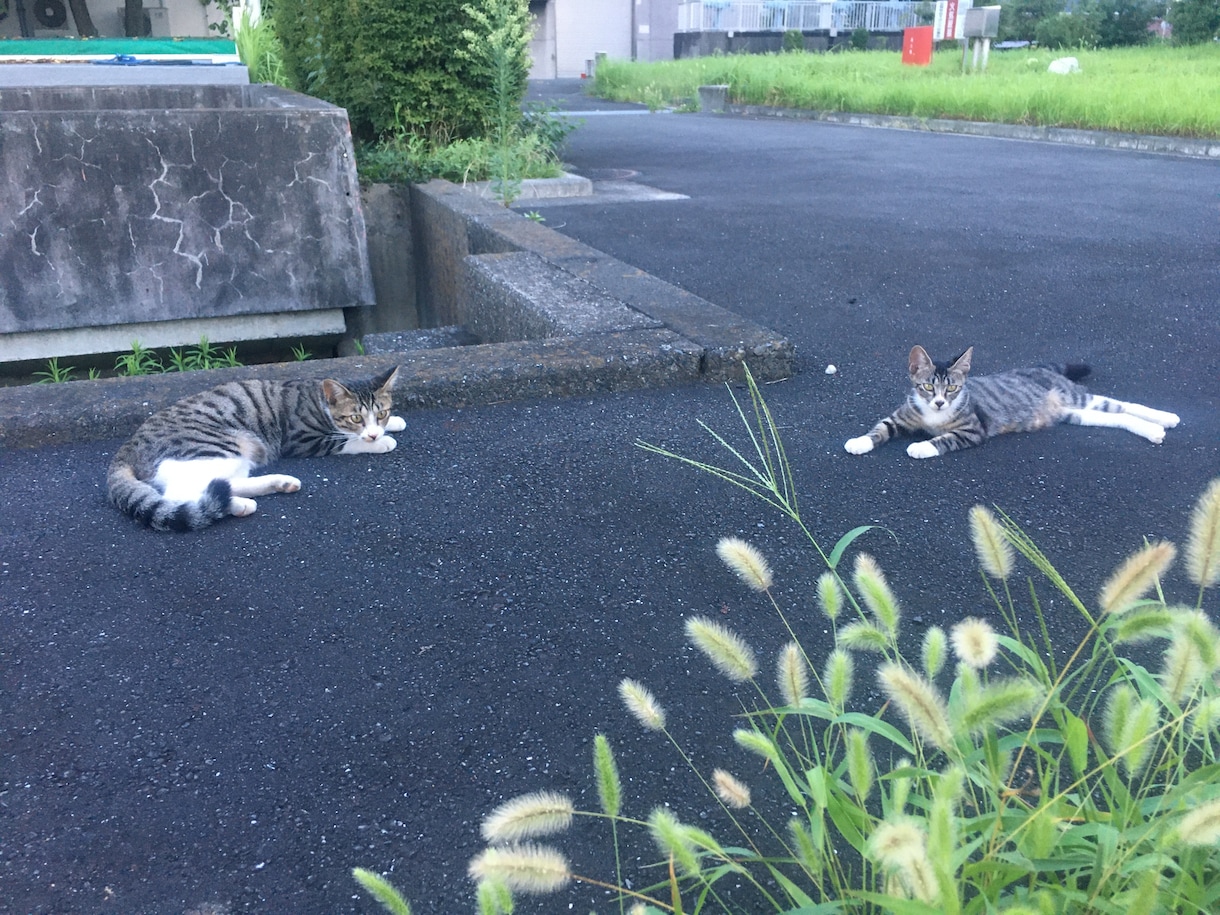 ペットを飼おうかどうかのお悩み相談承ります 動物愛護団体での経験を生かし、ペットを飼う前に相談乗ります イメージ1