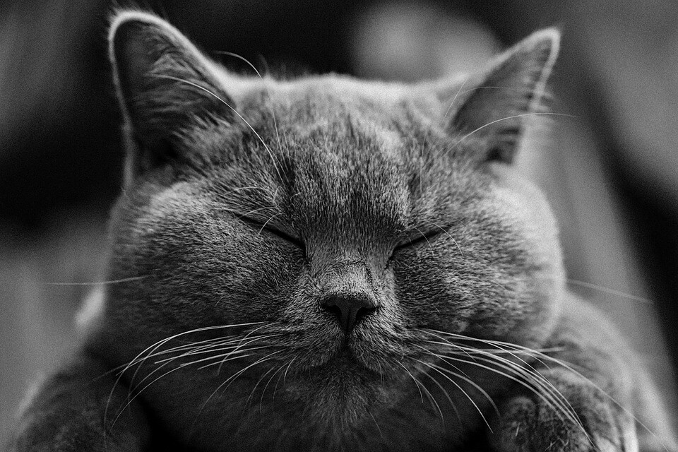 猫被ってることに疲れた貴方へ…その仮面剥がせます 毎日ヘトヘトで溜まっている愚痴や不満なんかを吐き出して下さい イメージ5