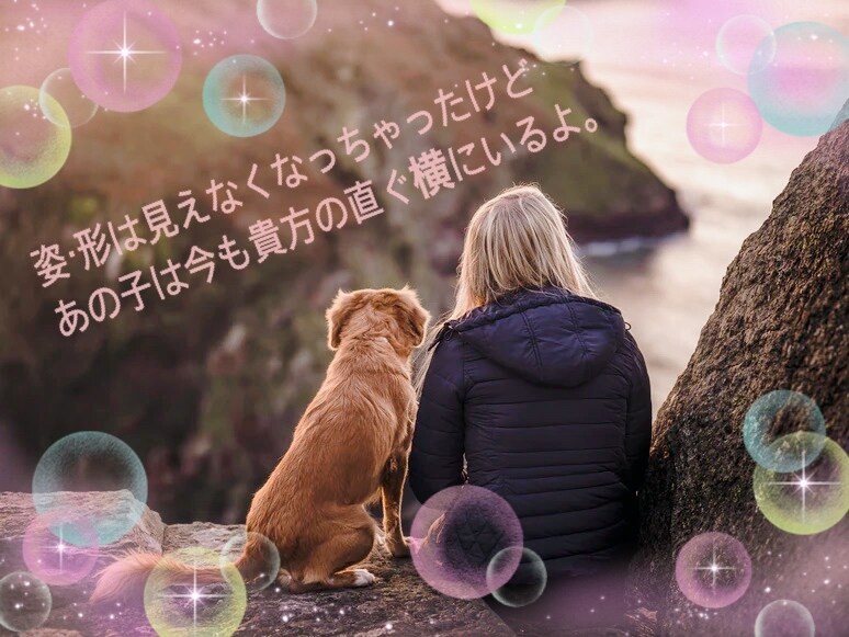 ペットロスで悲しく涙の日々、その想いお聴きします ペットロスは孤独になっちゃうから誰かに頼ることは大切だよ イメージ9