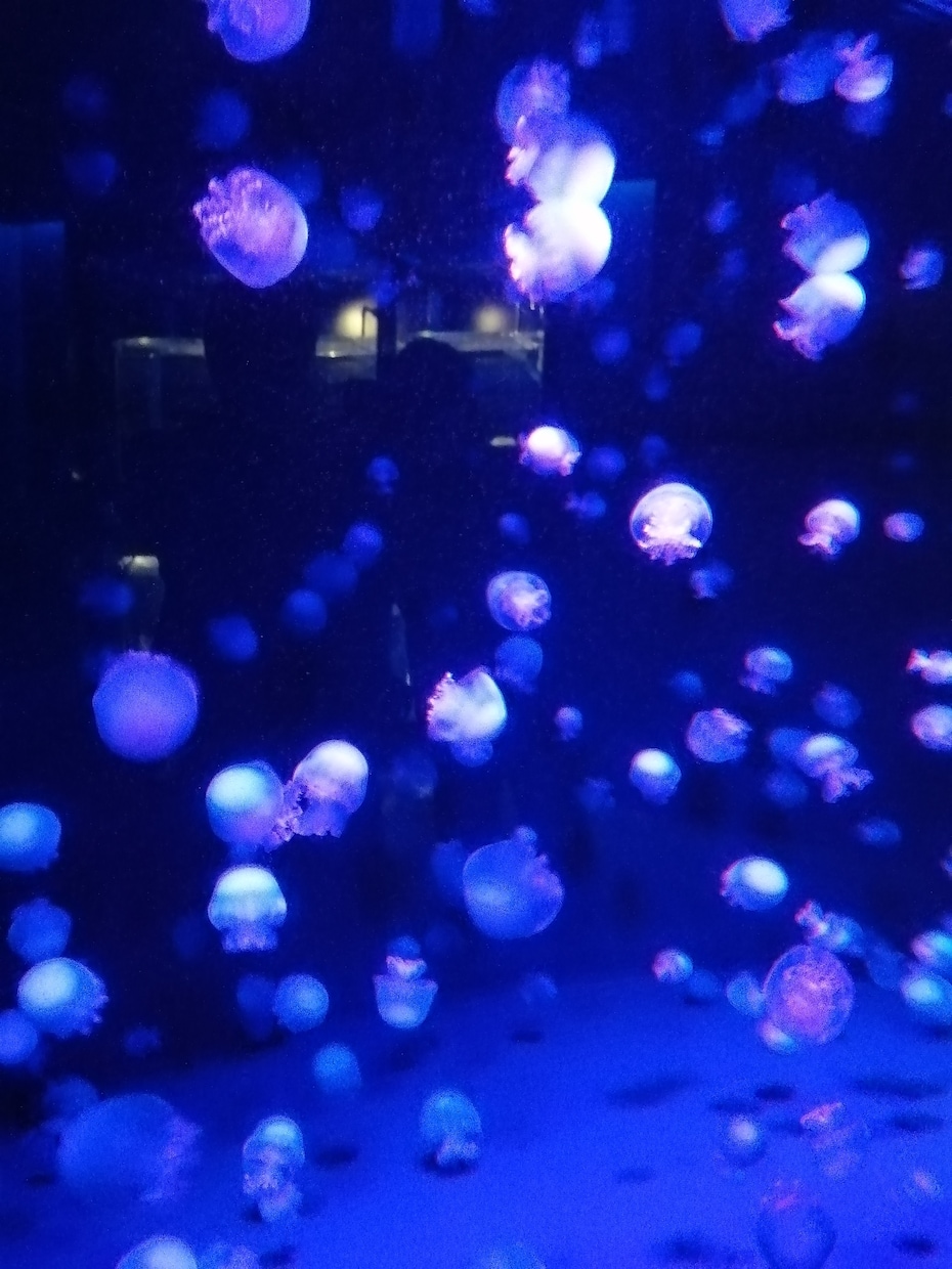嫁姑の関係。姑を嫌悪している方。お聞きします 旦那の母親だけどうざい。話したくない。見たくない。縁切りたい イメージ4
