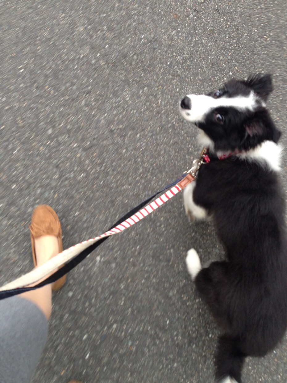 愛犬のしつけのお手伝いします わんちゃんの問題行動や育て方など様々なご相談承ります。 イメージ3