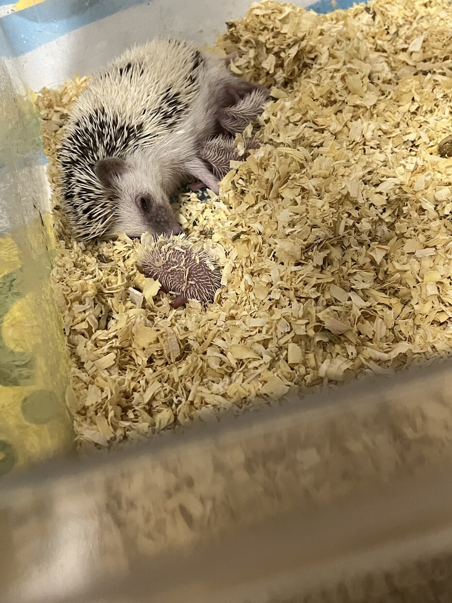 初めてハリネズミを飼いたい人にアドバイスします ハリネズミブリーダー歴8年の実績を活かして飼い方をサポート！ イメージ3