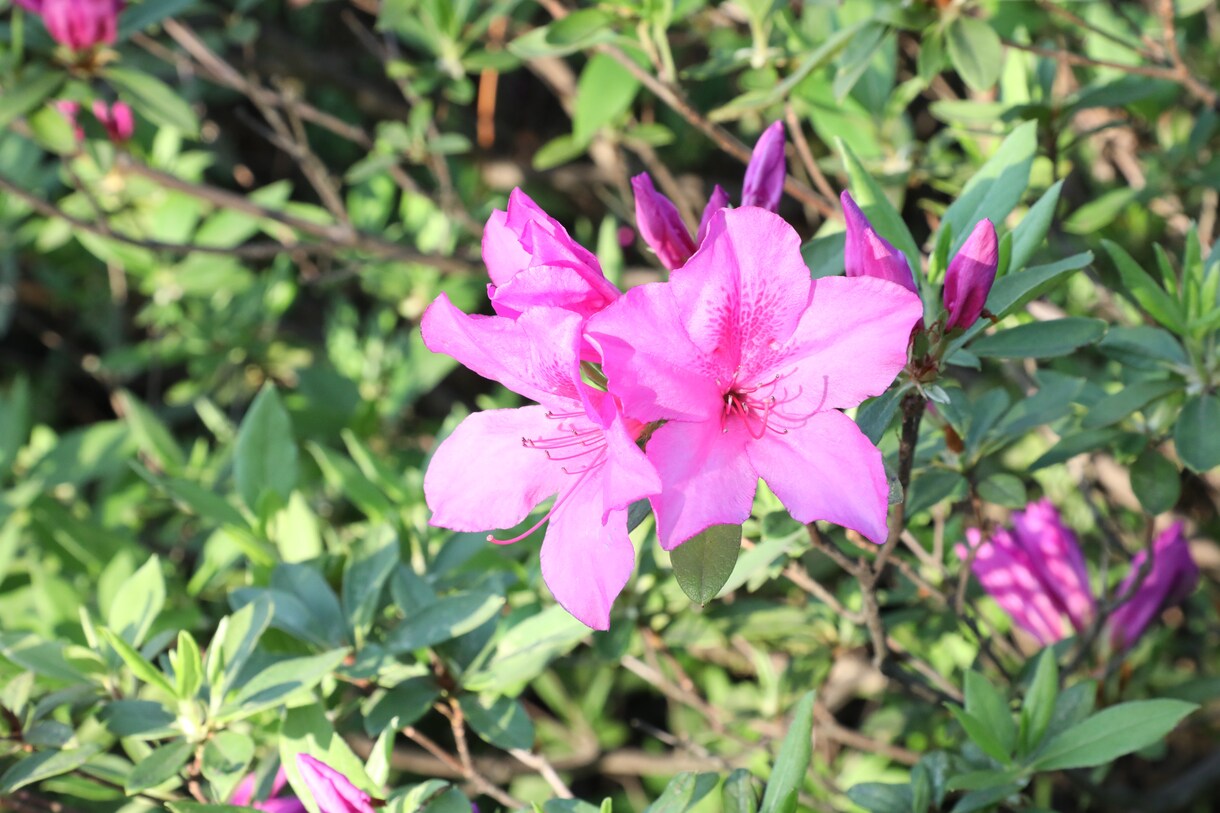 ツツジの写真あります 去年の5月に撮影した、公園に咲く花の写真です。 イメージ3