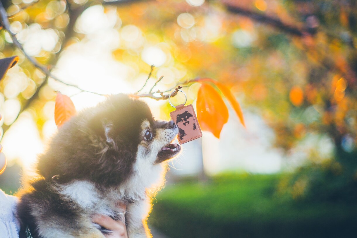 世界に一つの愛犬レザーアイテムを創ります 写真を手描き風に加工しレザーへ刻印。ペットの魅力を形にします イメージ6