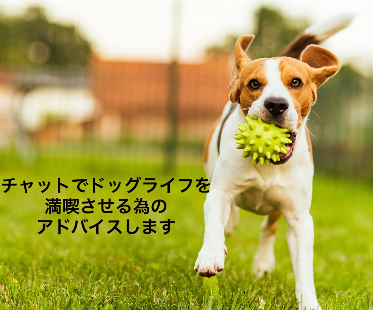 チャットでドッグライフ満喫の仕方をアドバイスします とことん「ドッグライフ」を楽しむための方法をご紹介します! イメージ1