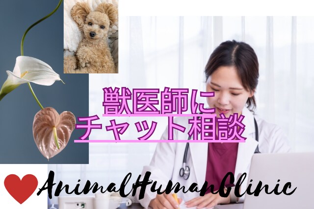 チャットで獣医師に相談できます いつでもどこでも獣医師にペット相談！ イメージ1