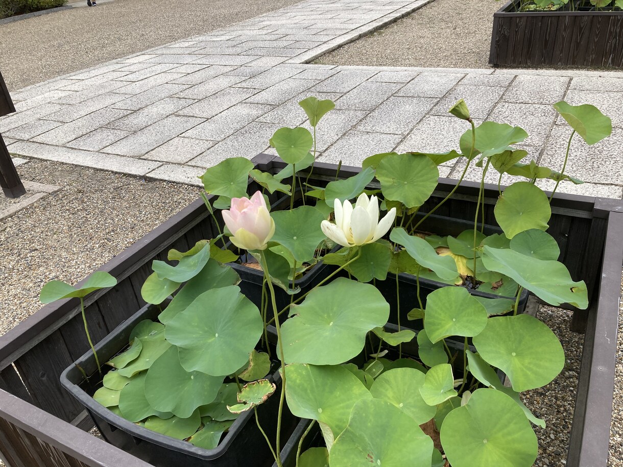 片想いのお相手を、自分に振り向かせる方法を教えます 好きになった彼（彼女）に、既にお相手がいたが諦められない！ イメージ3