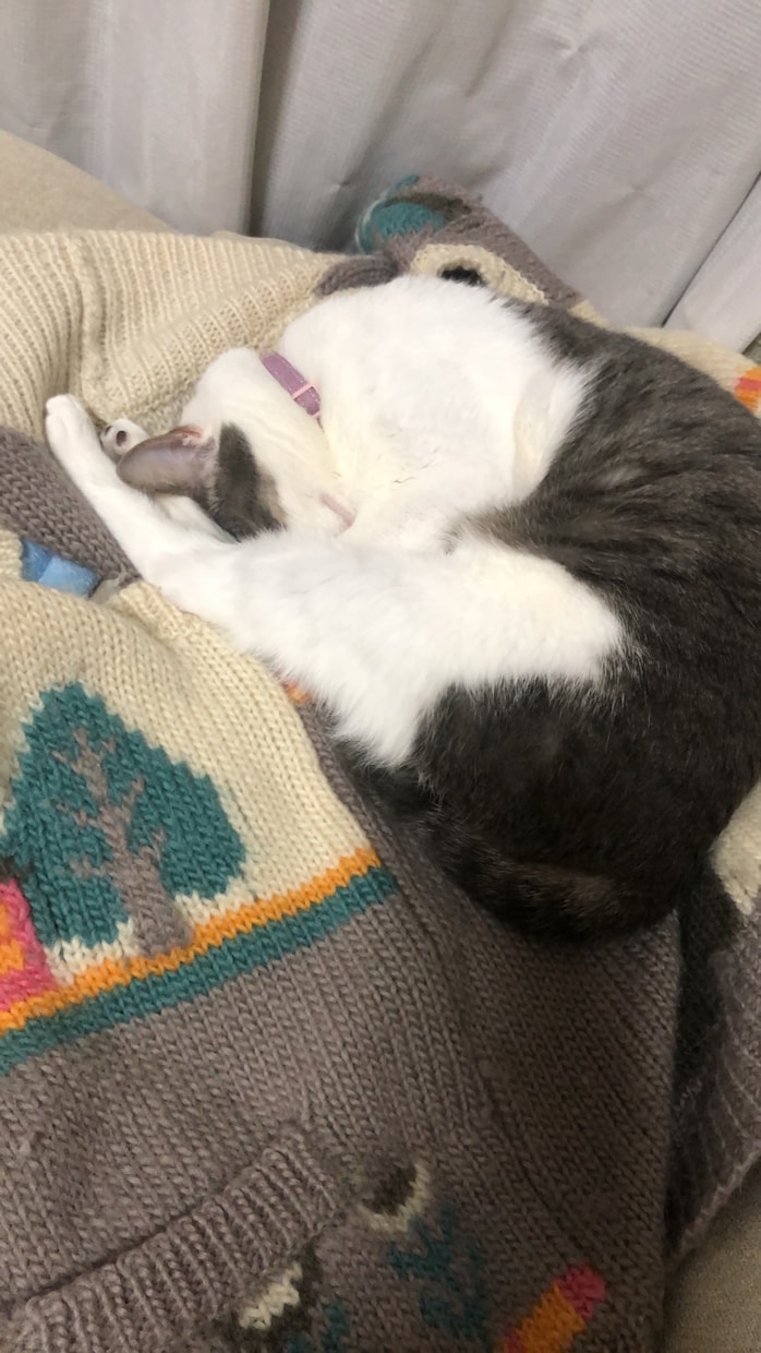 写真から霊視➕様々な占術でコミニュケーションします ♥️亡くなられた方もOKです♪ワン猫✨ココナラ2000件以上 イメージ9