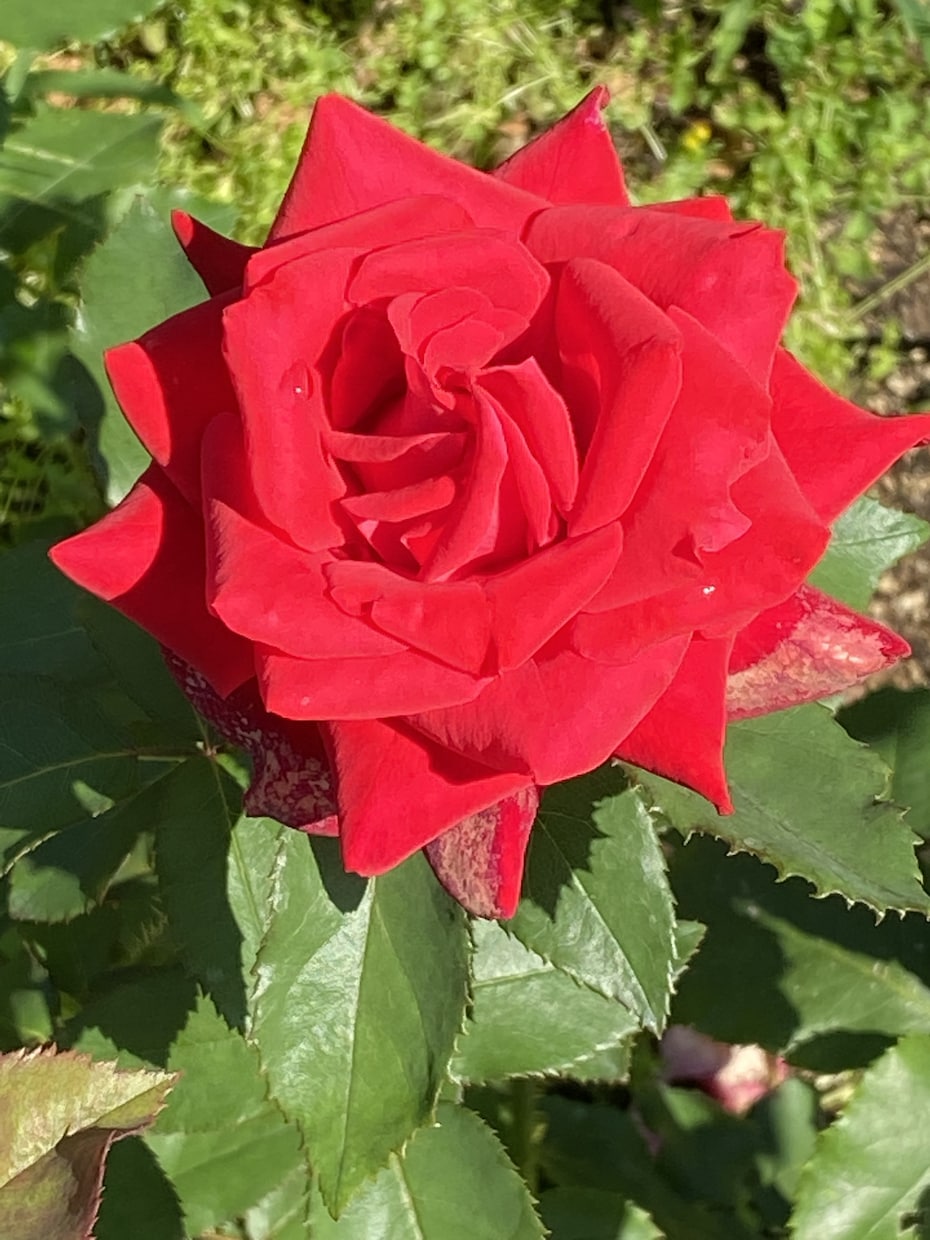 Twitterで紹介した写真を収録して販売します 「Rose Garden」薔薇の花100選 イメージ1