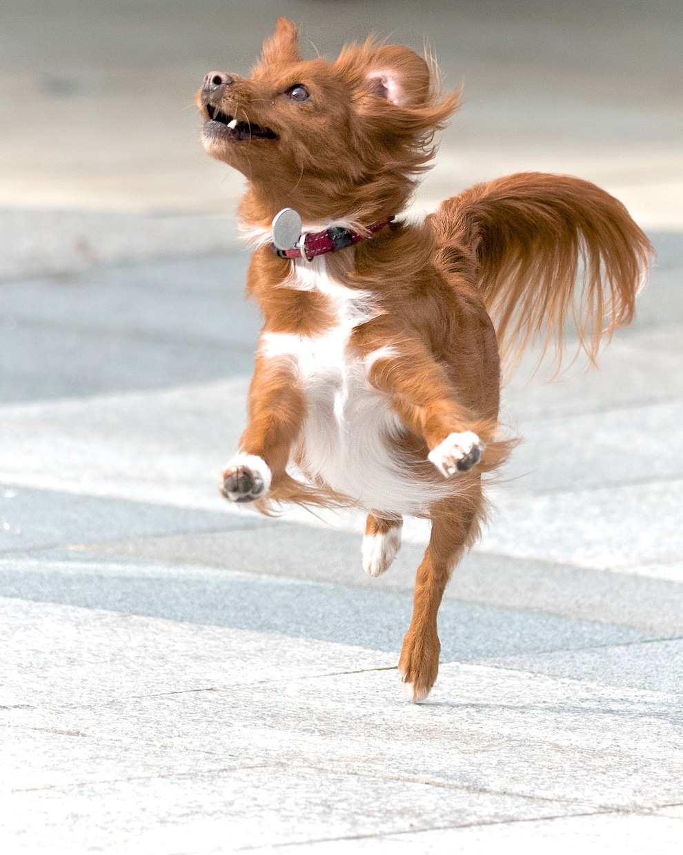 ブログで使える犬のフリー画像50枚を集めます 様々なシチュエーションに対応!!可笑しい!可愛い!!犬の画像 イメージ4