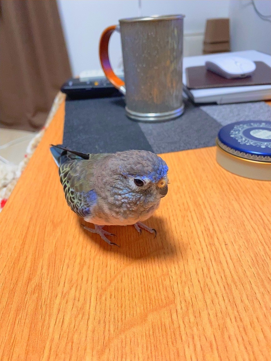 アキクサインコのブリーダーを紹介します インコ飼育経験がある方推奨!! イメージ6