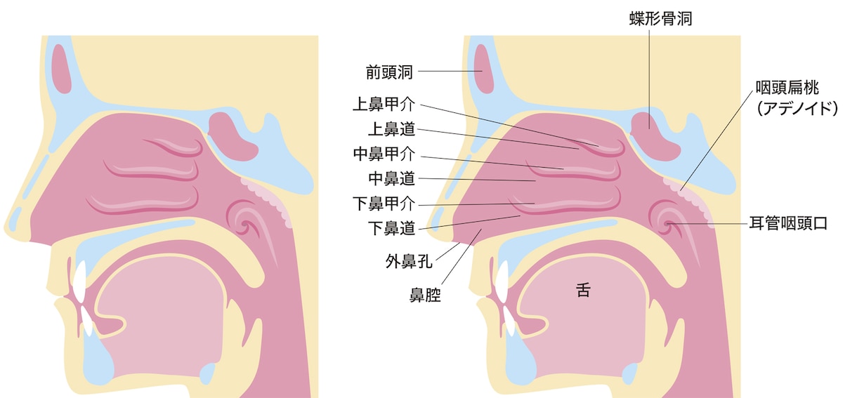 何となく続く不調と上手く付き合う方法をお教えします のどや鼻の不調・肩こり… それ、『のど』のせいかもしれません イメージ3