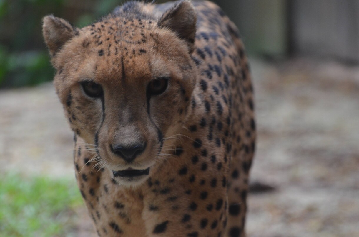 写真を撮ったり、写真の加工をします シンガポールの写真‼️動物植物リクエストどうぞ！ イメージ9