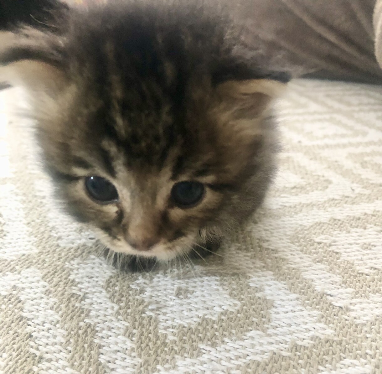 お試し3日間＊赤ちゃん子猫の育成をサポートします 生後0日〜相談OK！子猫育成が不安なあなたに寄り添います イメージ1