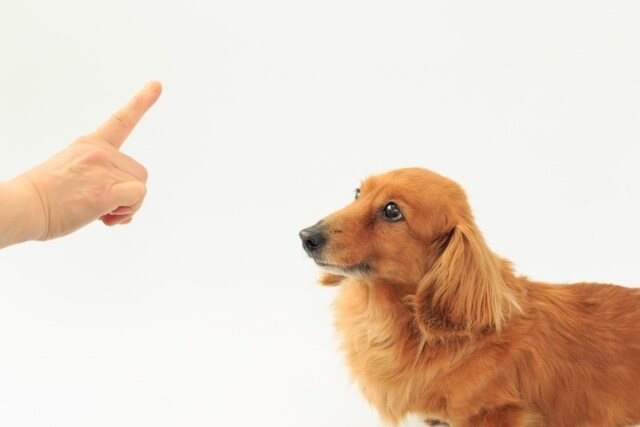 動物看護師がペットのお悩み解決します 素朴な疑問から動物看護師ならではの視点でお答えします イメージ1