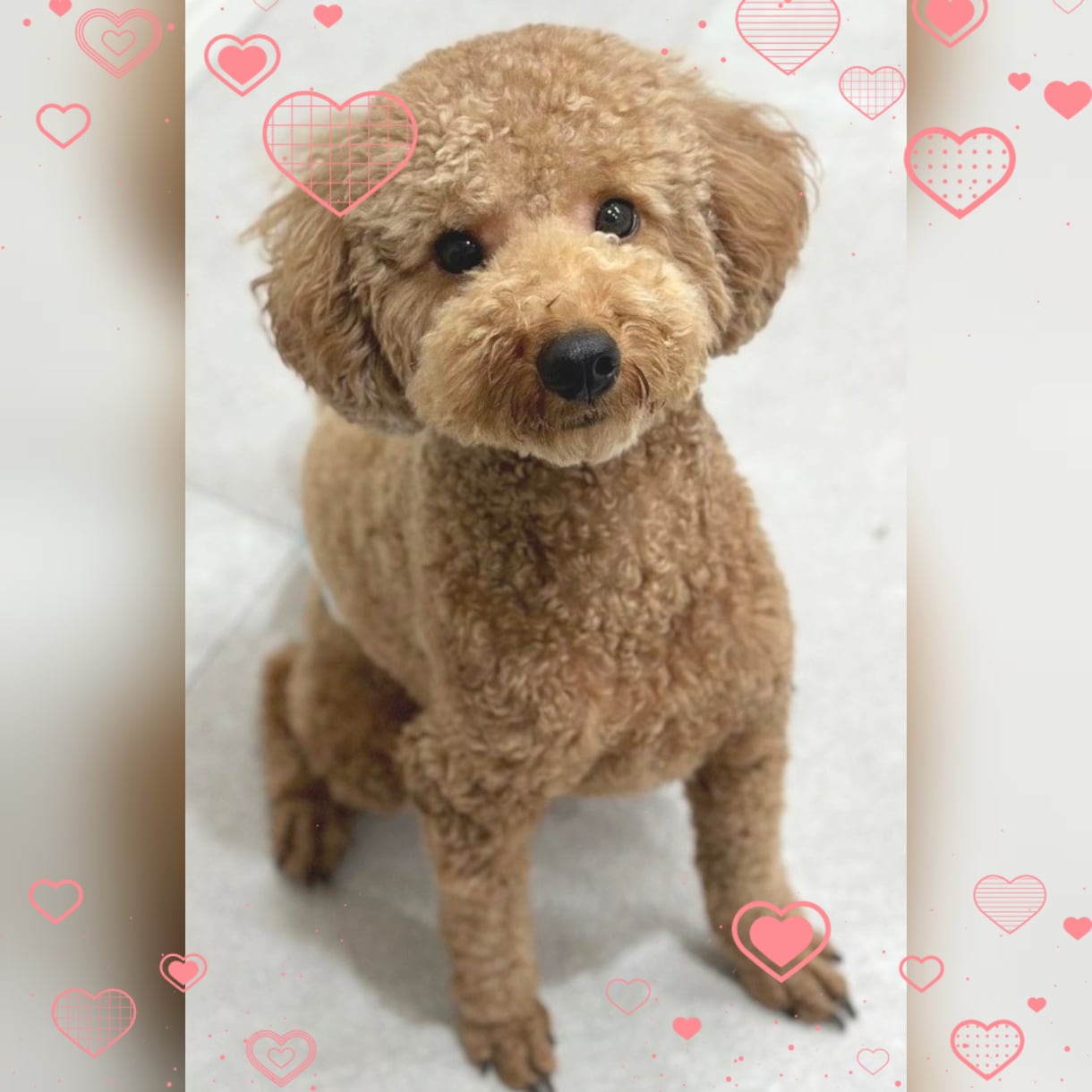 困っているワンちゃんのしつけお助けします 犬のしつけインストラクターが全力で力になります イメージ1