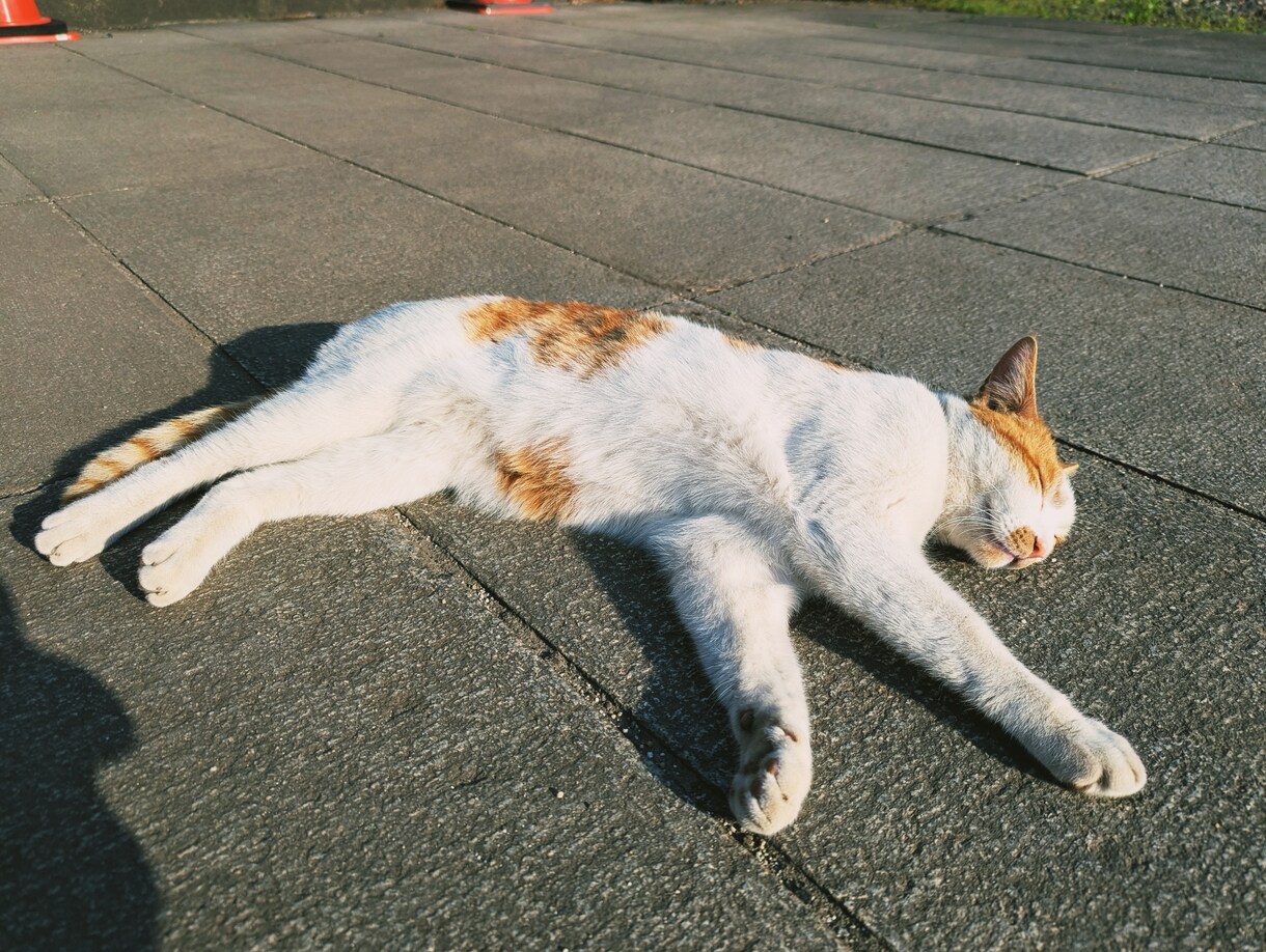 お試し・にゃんこ占いタロットであなたを癒します お試しOK！ふんわり癒す、にゃんこタロット占い イメージ4