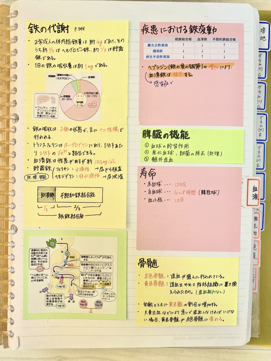 臨床検査技師 国試まとめノート【PDF】公開します これさえあれば何とか間に合う！要点・語呂合わせ盛り沢山！ イメージ4