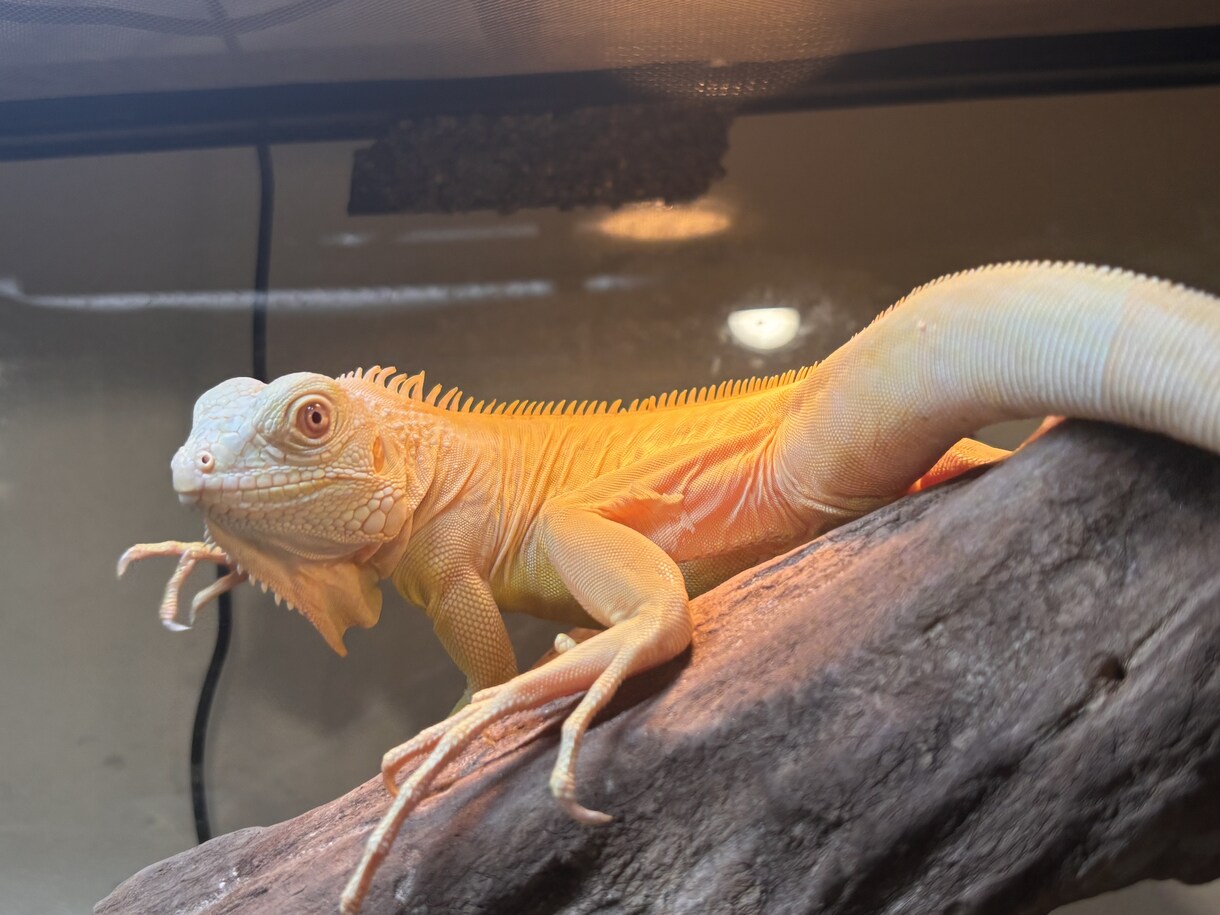 爬虫類コンサルタント承ります 爬虫類飼育の扉を開こう！！一緒に悩みましょう！ イメージ4