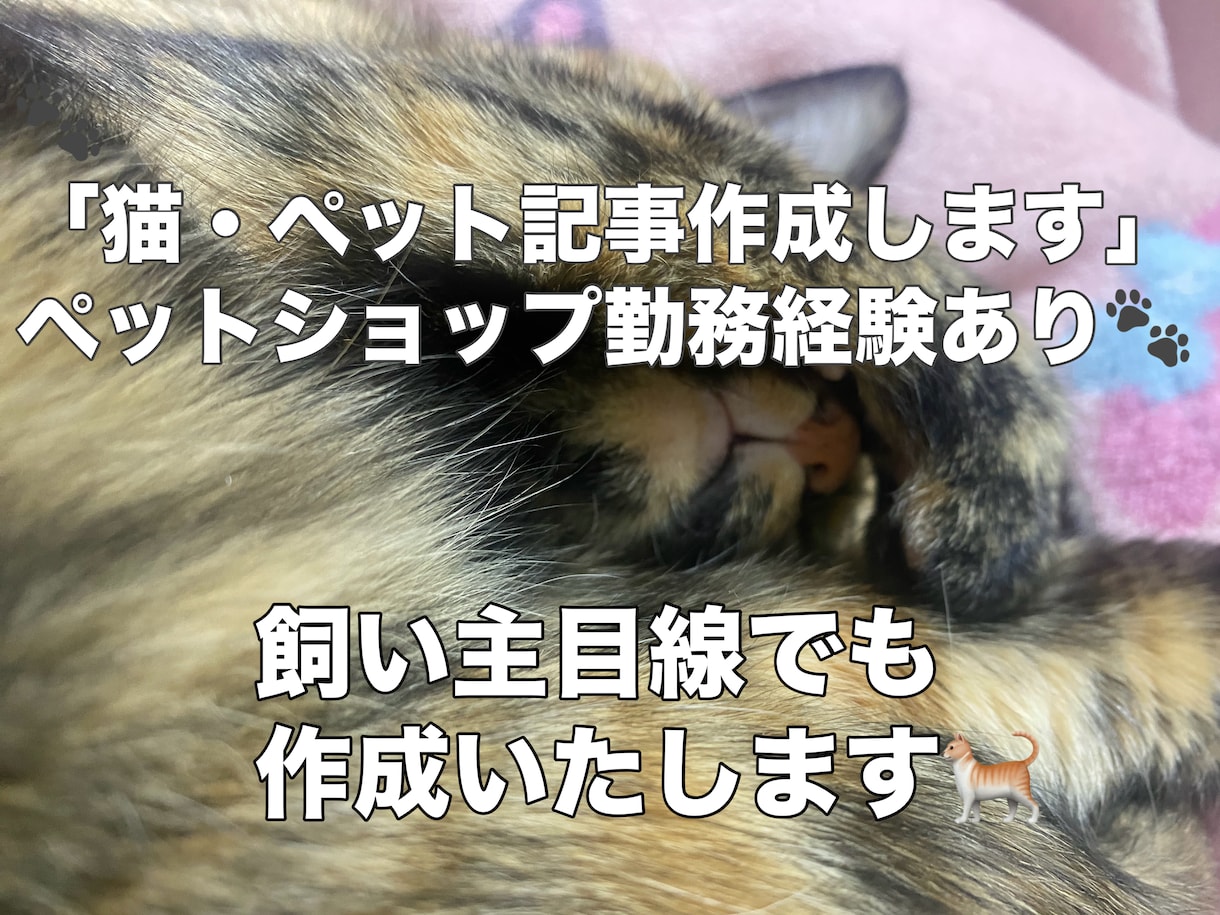 ペットショップ勤務者が猫ペット関連の記事作成します 猫好き・ペットショップ勤務経験を活かし、分かりやすい文章を！ イメージ1