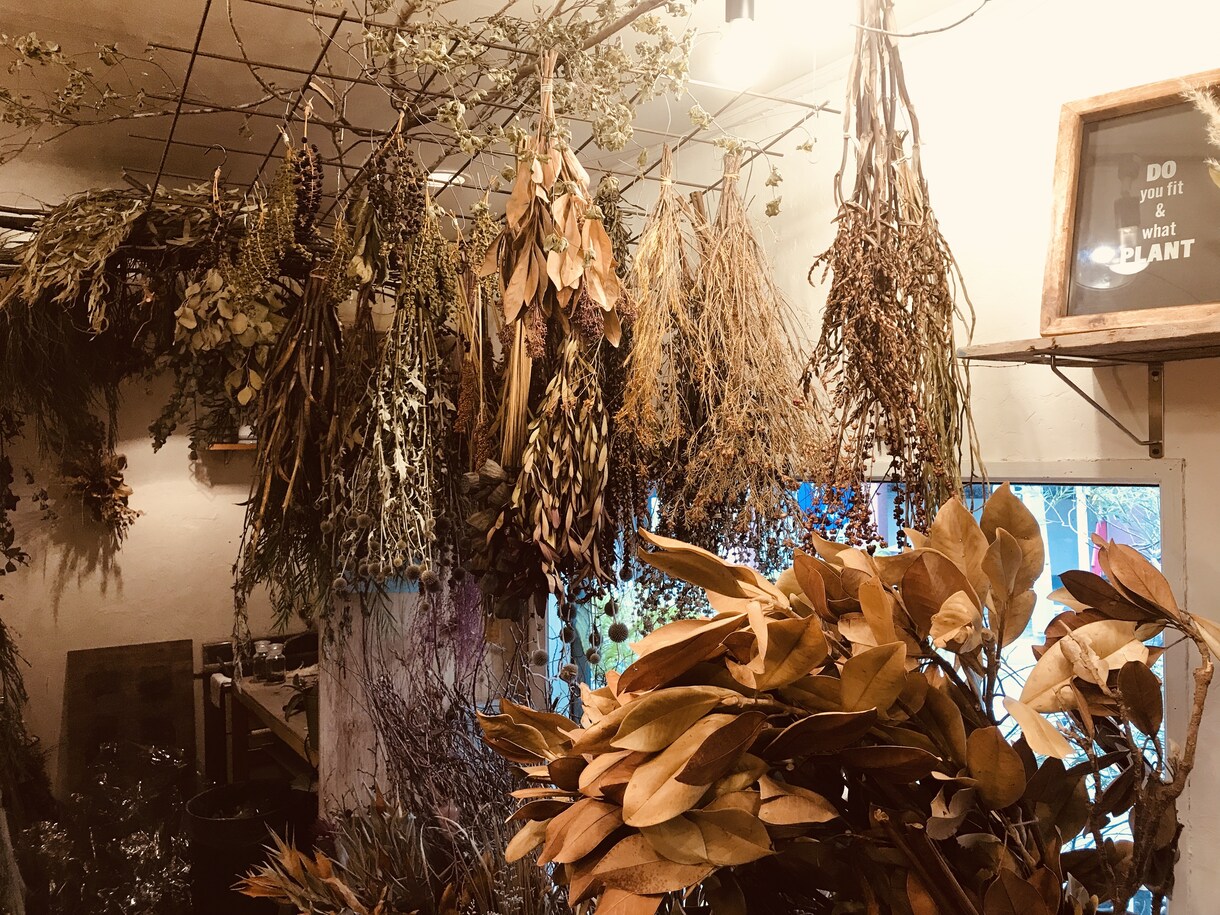 観葉植物の育て方を樹種により詳しくご説明します 樹種によって特性(暗さに弱いなど)は全然違う！！ イメージ1