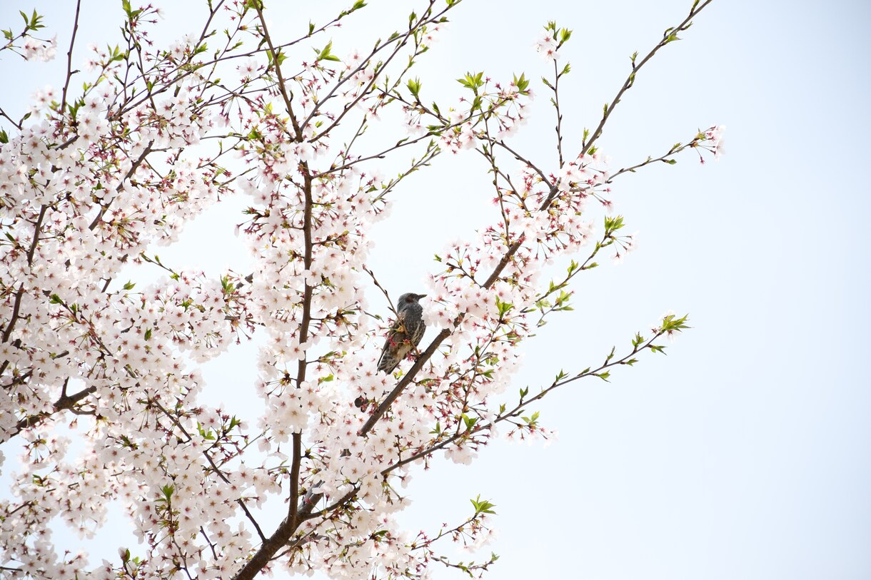 春の写真撮ります 春になったので、春っぽい写真撮ります イメージ1