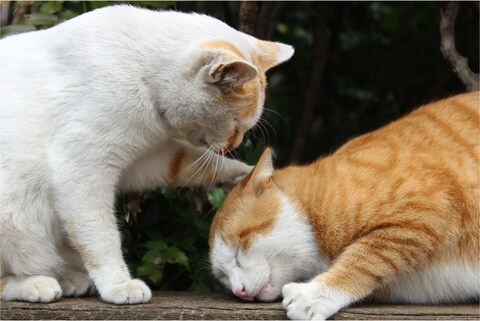 どんなことでも褒めちぎります こんなに頑張ってるんだから褒められたいんだー！！っていう方 イメージ1