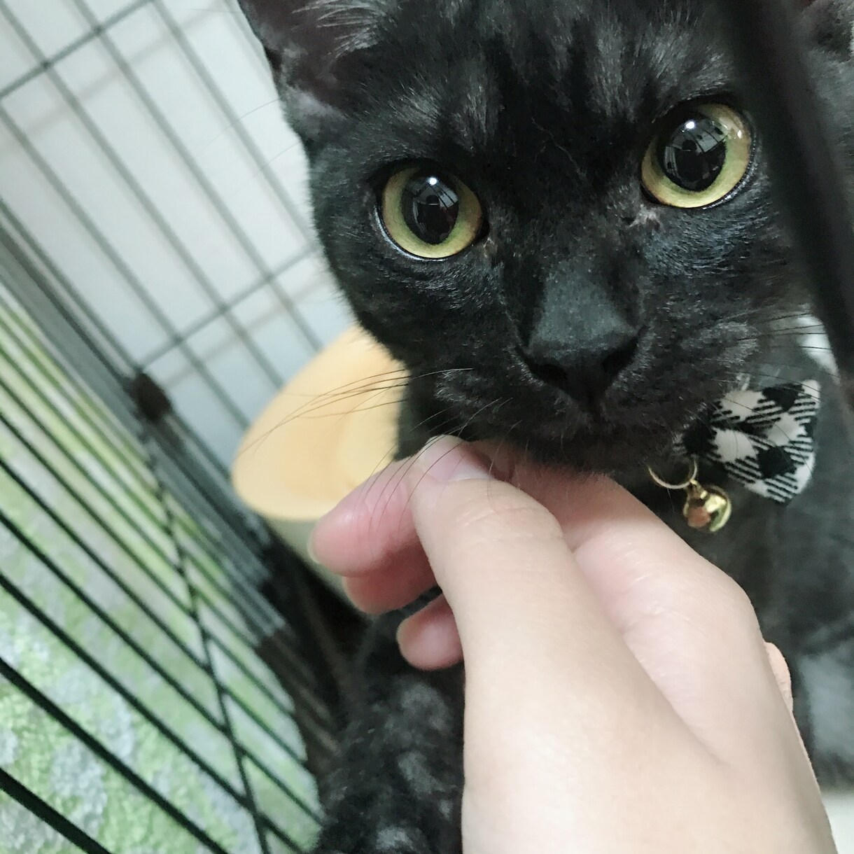 ペットお悩み相談承ります ペットの飼い方、しつけ、どんなことでもOK! イメージ1