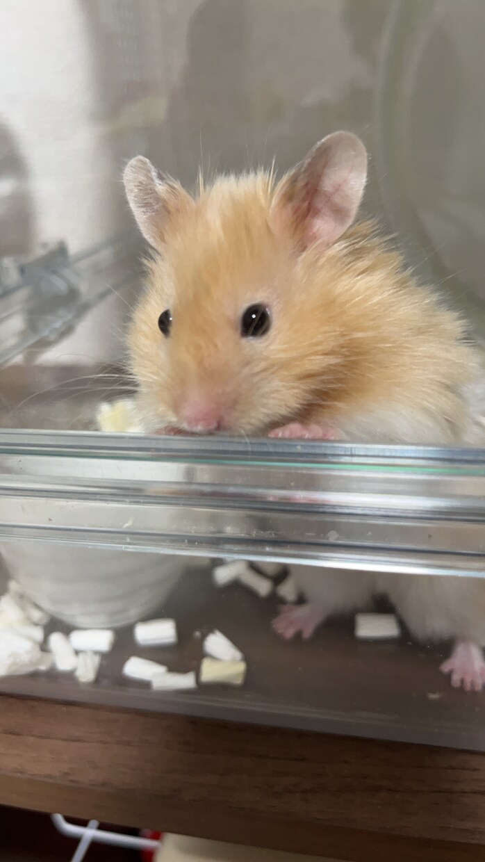 ハムスター多頭飼育者が飼育の相談に乗ります 病気かもしれない、元気がないそういった子などその他相談に！ イメージ1