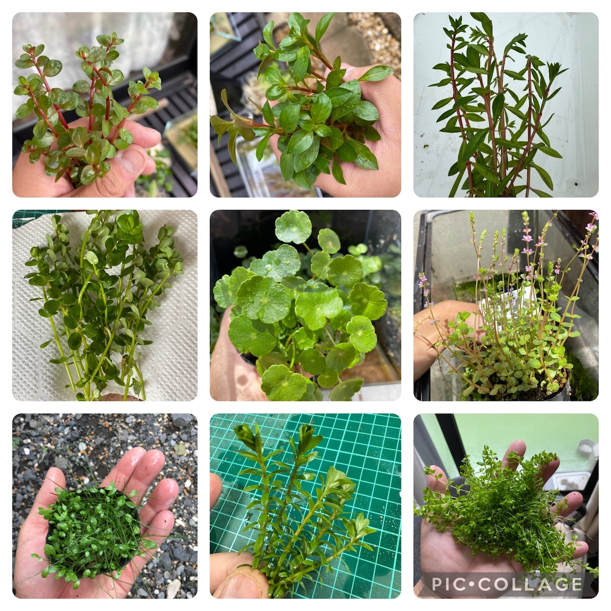 水草、メダカの育て方教えます 水草歴10年フリマアプリ販売数　年1万本 イメージ1