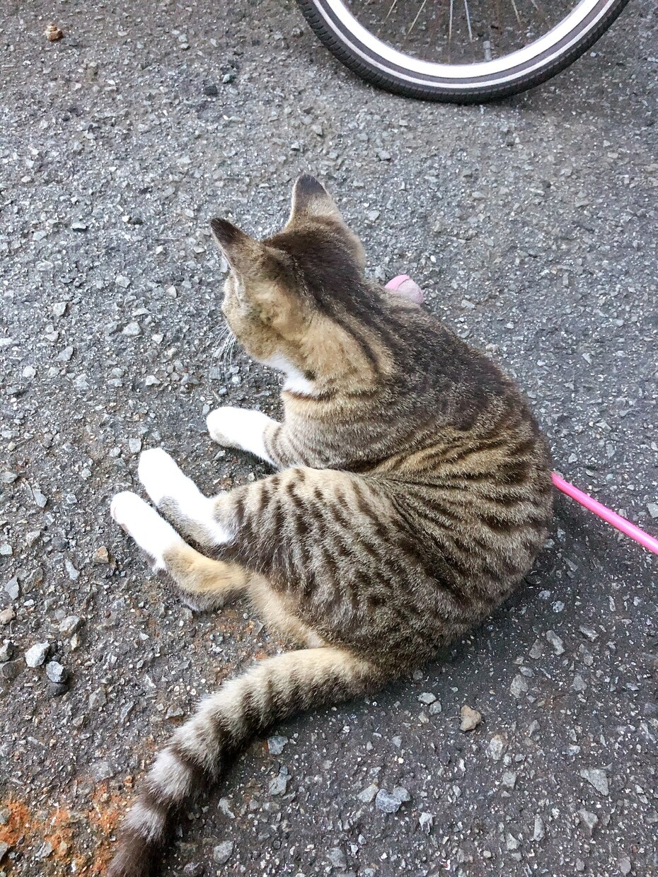 相談、話聞きます 日頃の悩みなどぶちまけて、すっきりしてください☺️ イメージ1