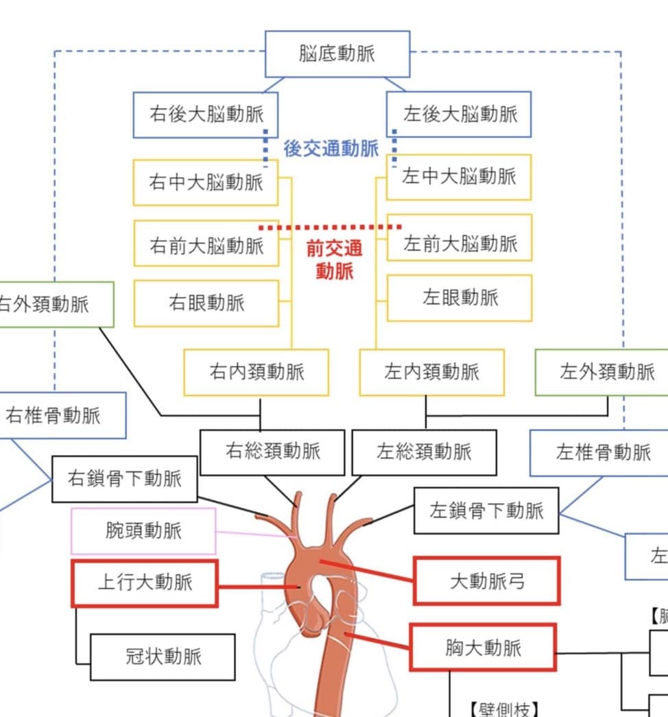 医療系学生のための解剖学！分かるまで寄り添います 現役教員×元塾長が徹底サポート！【顔出しなしOK】 イメージ2