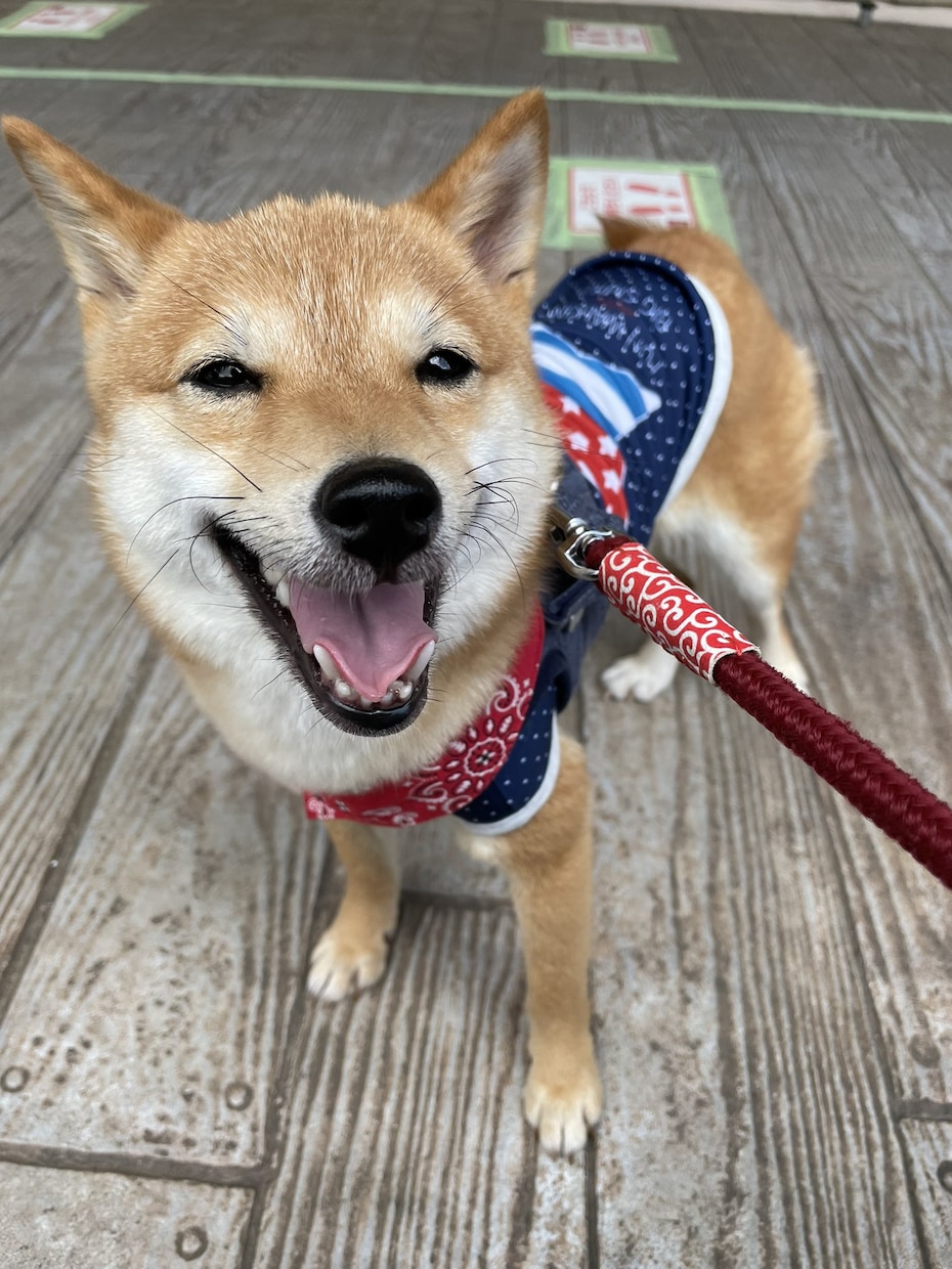 極小豆柴の写真を売ります 2歳の可愛い柴犬をお好みのアングルで撮ります！ イメージ1