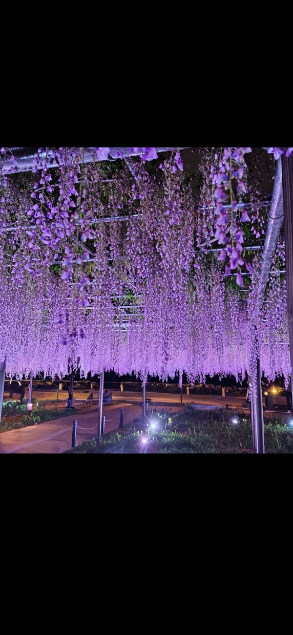 岡崎(三河)周辺｜スマホで写真撮影代行します 現地に行けない方の代わりに撮影します イメージ5