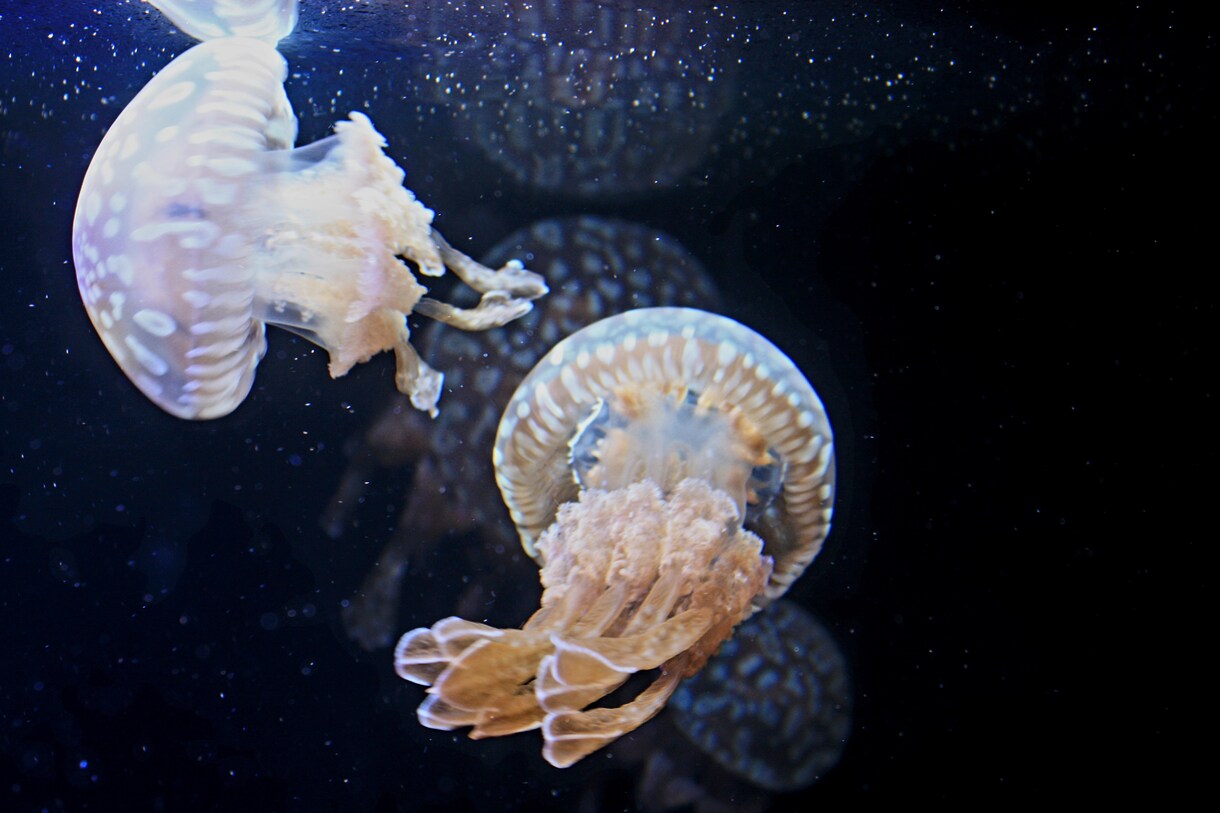 水族館のイメージ画像を提供します 先日開業した神戸須磨シーワールドでの撮影写真を提供致します。 イメージ4