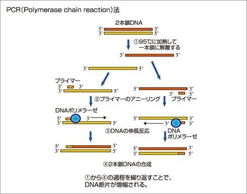 大人もOK！高校生物教えます 苦手意識がある人向け！じっくり付き合います！ イメージ2